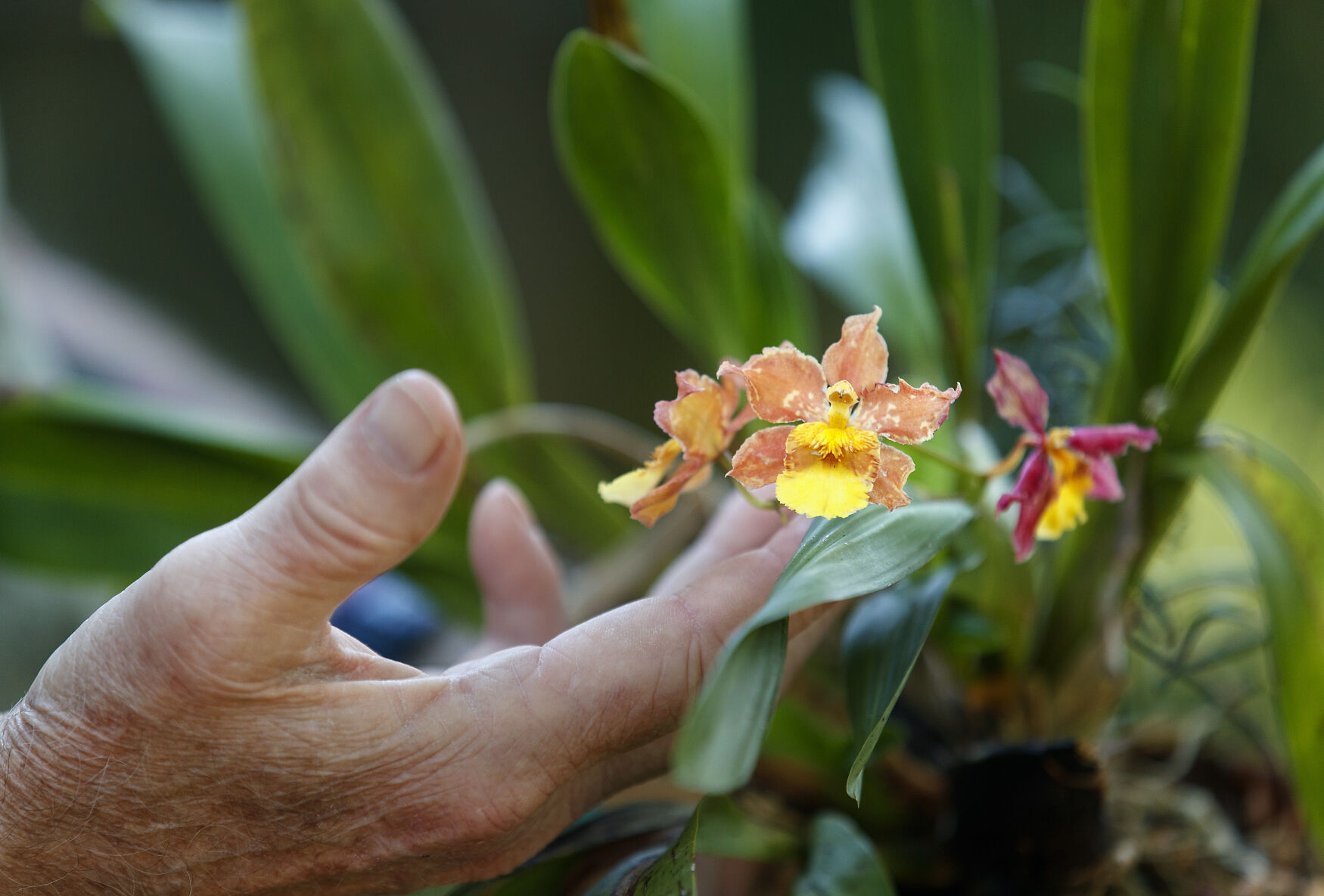 orchid.jpg